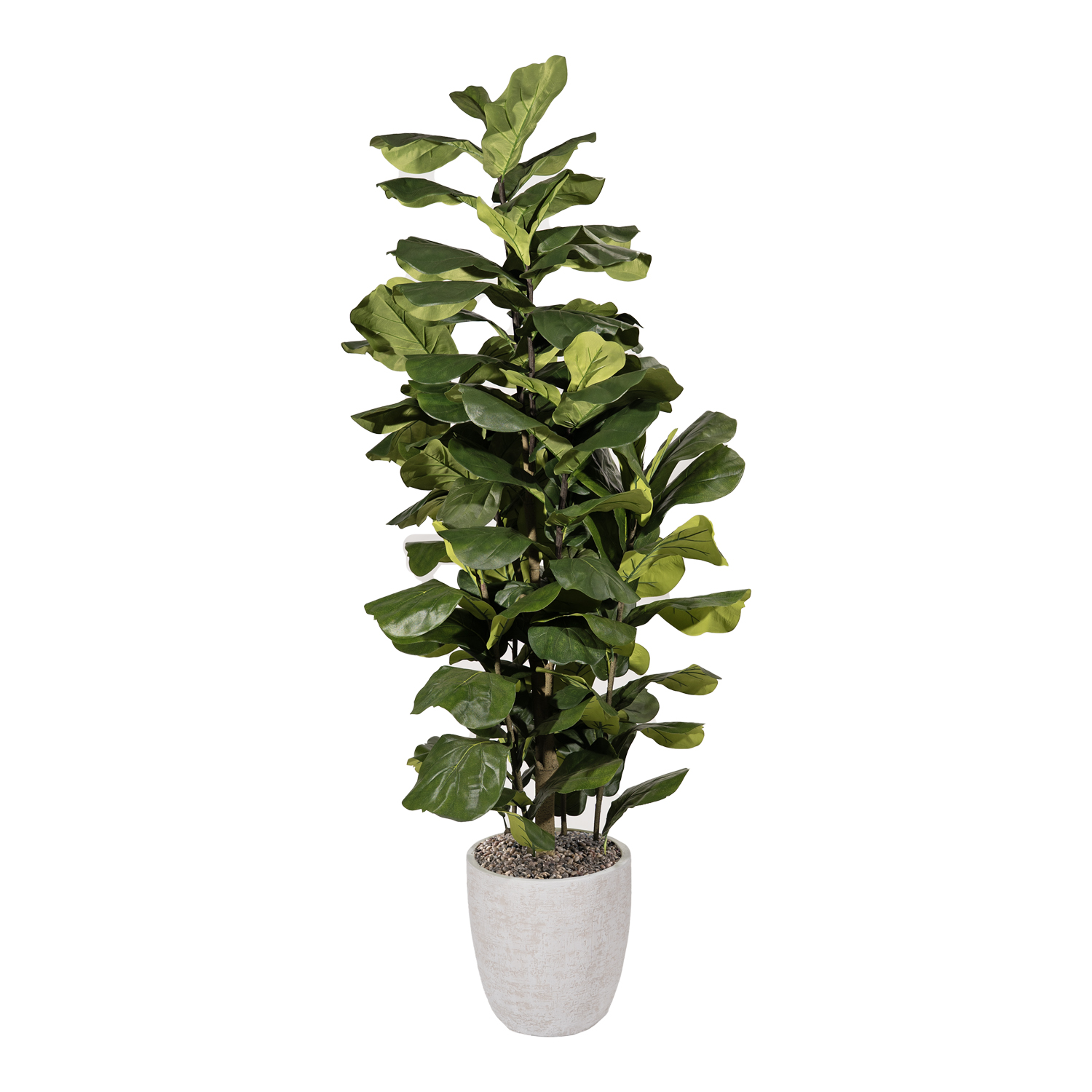 Jumbo Fiddle Leaf Fig in Hudson Planter 8' - 323014-2817