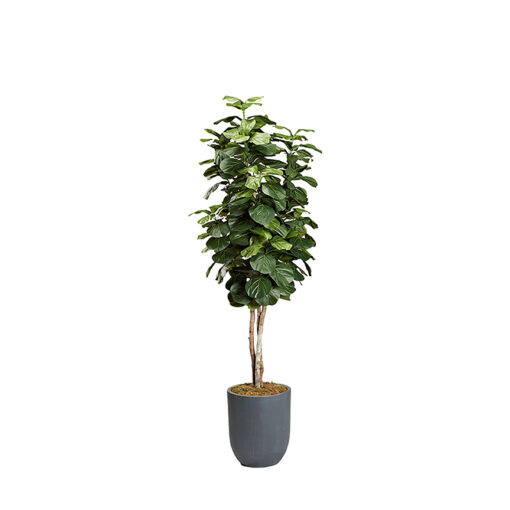 Fiddle Leaf Tree in Campbell Planter 8' - 323017