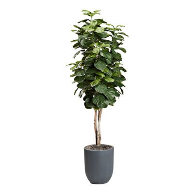 Fiddle Leaf Tree in Campbell Planter 8' - 323017