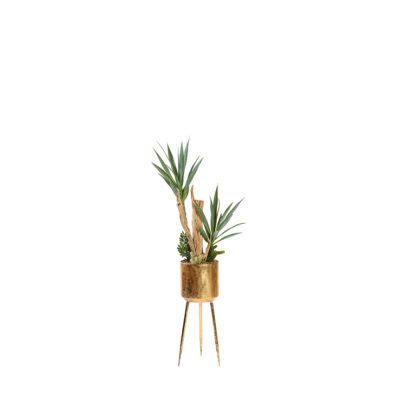 Yucca, Ghostwood, & Mixed Succulents in Regina Planter (with legs) 4.4' - 323020