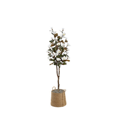 White Magnolia Tree in Rope Basket 7' - 323409