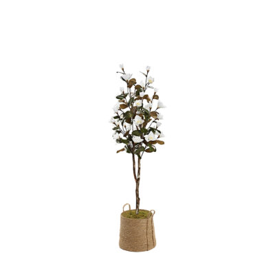 White Magnolia Tree in Rope Basket 7' - 323409