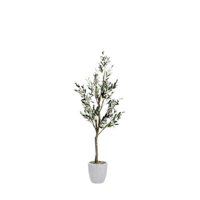 Olive Tree in Round White Textured Planter 6.5' - 323411