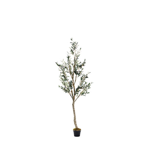 Olive Tree 6.5' - 323412