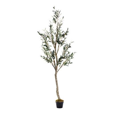 Olive Tree 6.5' - 323412