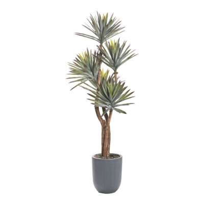 Yucca Tree in Campbell Planter 7' - 323418