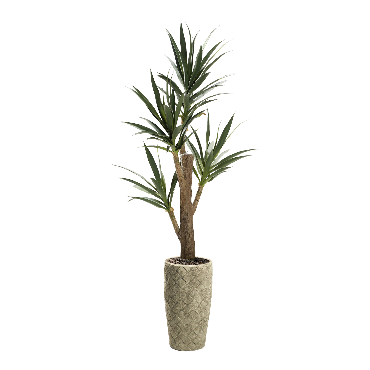 Yucca Tree in Plait Planter 6.5' - 323614