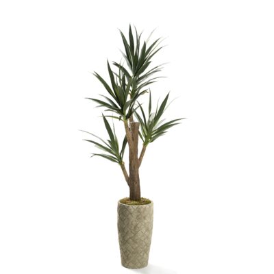 Yucca Tree in Small Plait Planter - 323614