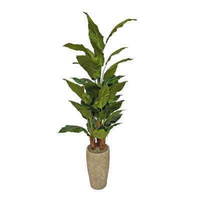 Spath Tree in Plait Planter 8' - 323615