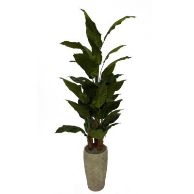 Spath Tree in Large Plait Planter - 323615