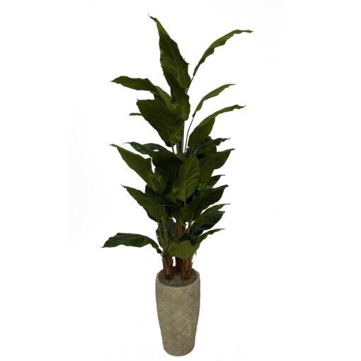 Spath Tree in Large Plait Planter - 323615