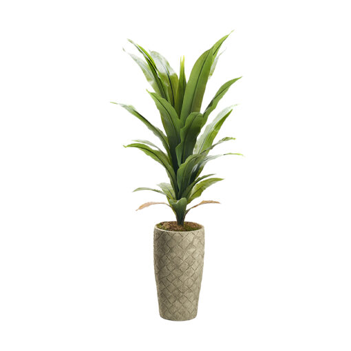 Corn Plant in Plait Planter 5' - 323616 - Image 2