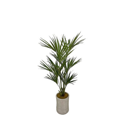Kentia Palm in Weston Planter 6.5' - 323618
