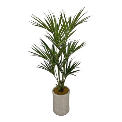 Kentia Palm in Weston Planter 6.5' - 323618