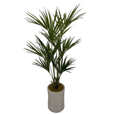 Kentia Palm in White Etched Planter - 323618
