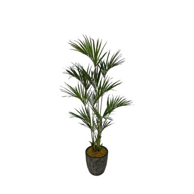 Kentia Palm in Planter 8' - 323619