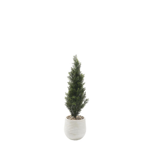 Cedar Topiary in White Planter 4' - 323802