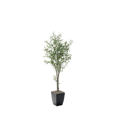 Olive Tree 6' - 323807