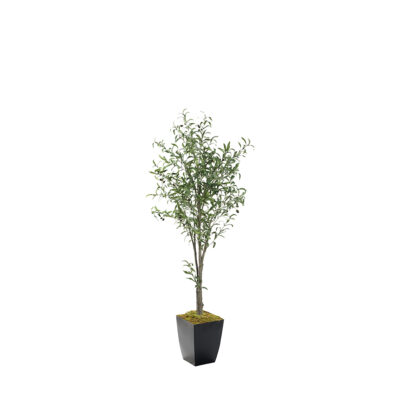 Olive Tree in Cardinal Planter 6' - 323807