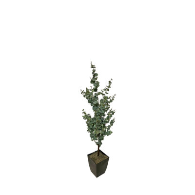 Eucalyptus Tree in Cardinal Planter 5' - 323810