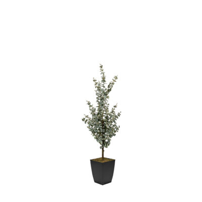 Eucalyptus Tree in Cardinal Planter 5' - 323810