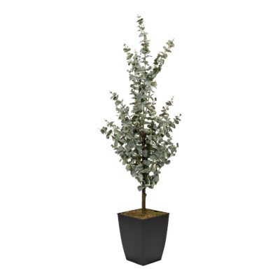 Eucalyptus Tree in Cardinal Planter 5' - 323810