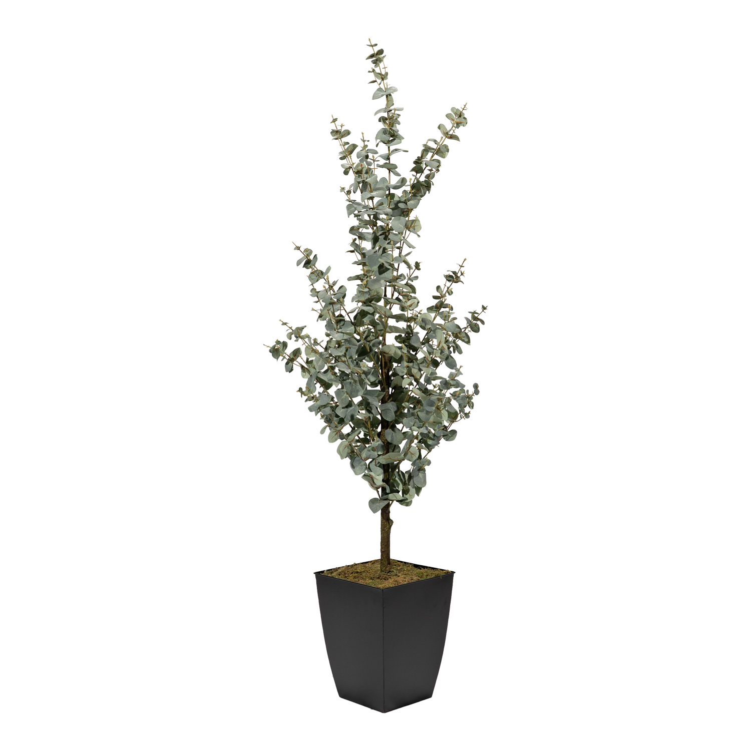 Eucalyptus Tree in Cardinal Planter 5' - 323810