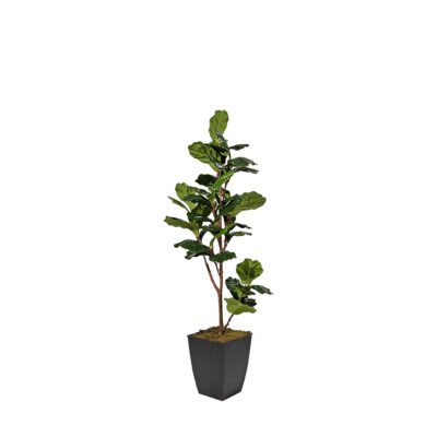 Fiddle Leaf Fig in Cardinal Planter 4' - 323811