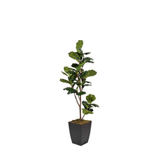 Fiddle Leaf Fig in Cardinal Planter 4' - 323811