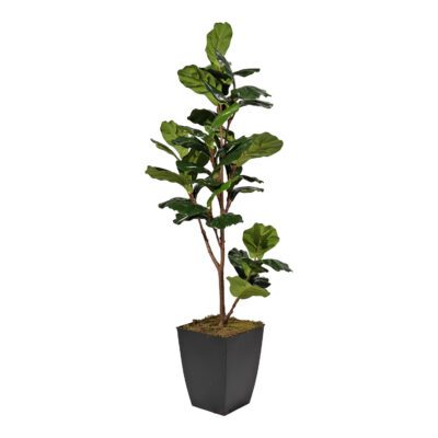 Fiddle Leaf Fig in Cardinal Planter 4' - 323811