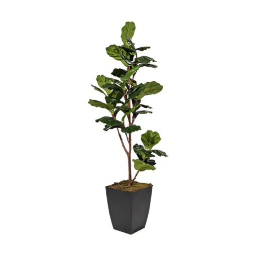 Fiddle Leaf Fig in Cardinal Planter 4' - 323811 - Image 2