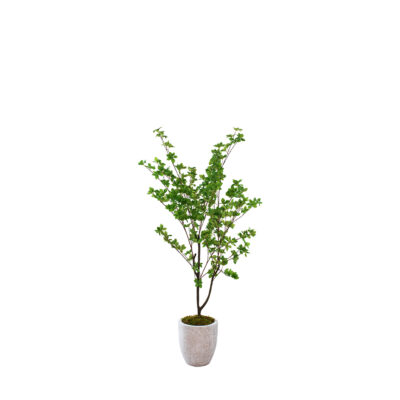 Douban Tree in Hudson Planter 5' - 323812