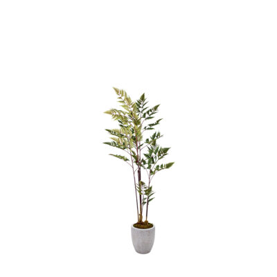 Leather Fern in Hudson Planter 5' - 323813