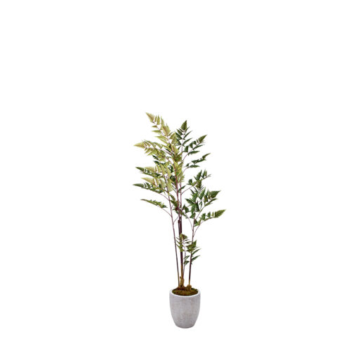 Leather Fern in Hudson Planter 5' - 323813