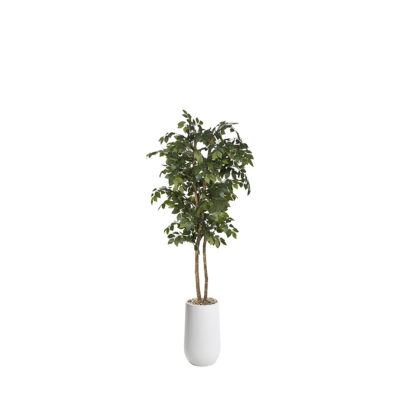 Sakaki Tree in Quinn Planter 6' - 323821-2532
