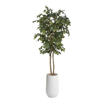 Sakaki Tree in Quinn Planter 6' - 323821-2532