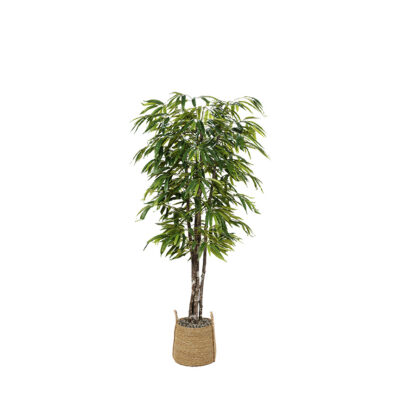 Weeping Ficus in Wyatt Basket 7' - 324007