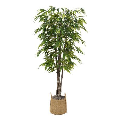 Weeping Ficus in Wyatt Basket 7' - 324007