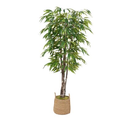 Weeping Ficus in Large Wyatt Basket - 324007