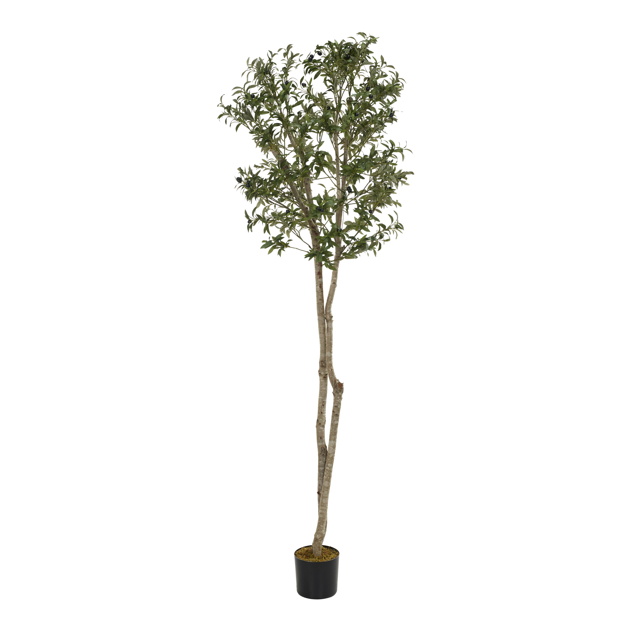 Fruited Olive Tree 8' - 324312