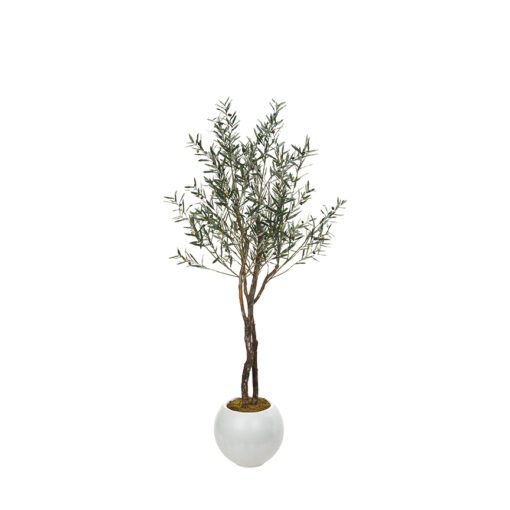 Fruited Olive Tree in Porter Planter 8' - 324313