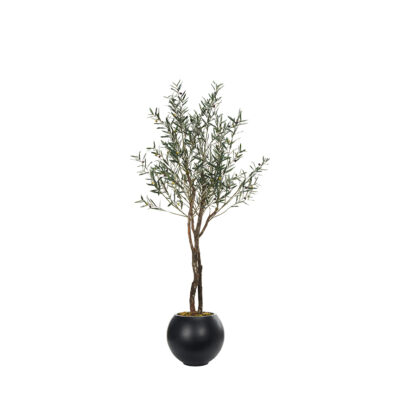 Fruited Olive Tree in Porter Planter 8' - 324314