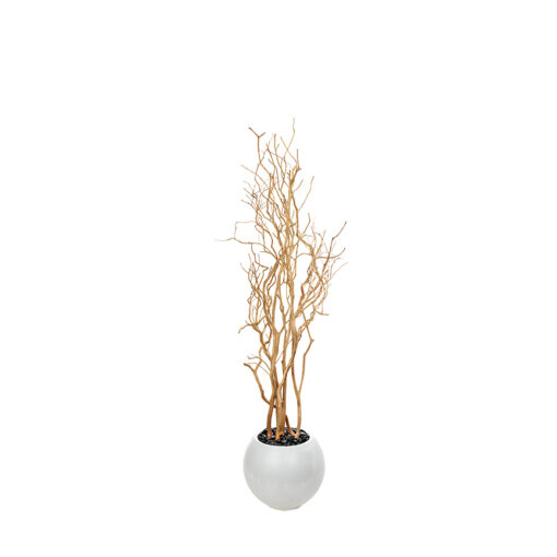 Sandblasted Dragonwood in Porter Planter 7.5' - 324316