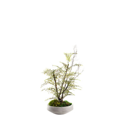Iron Fan Fern in Newport Bowl - 324317