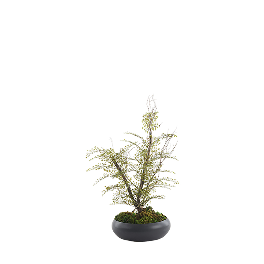 Iron Fan Fern in Black Bowl - 324318