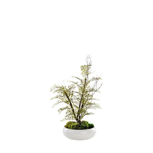 Iron Fan Fern in Bowl - 324319