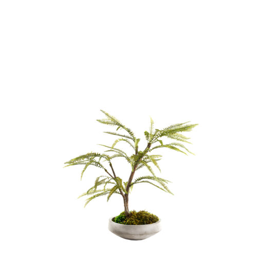 Maiden Hair Fern Spray in Newport Bowl - 324320