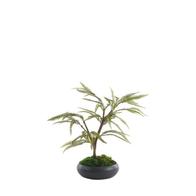 Maiden Hair Fern Spray in Simply Low Bowl 2.5 - 324321