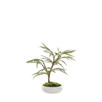 Maiden Hair Fern Spray in Simply Low Bowl - 324322