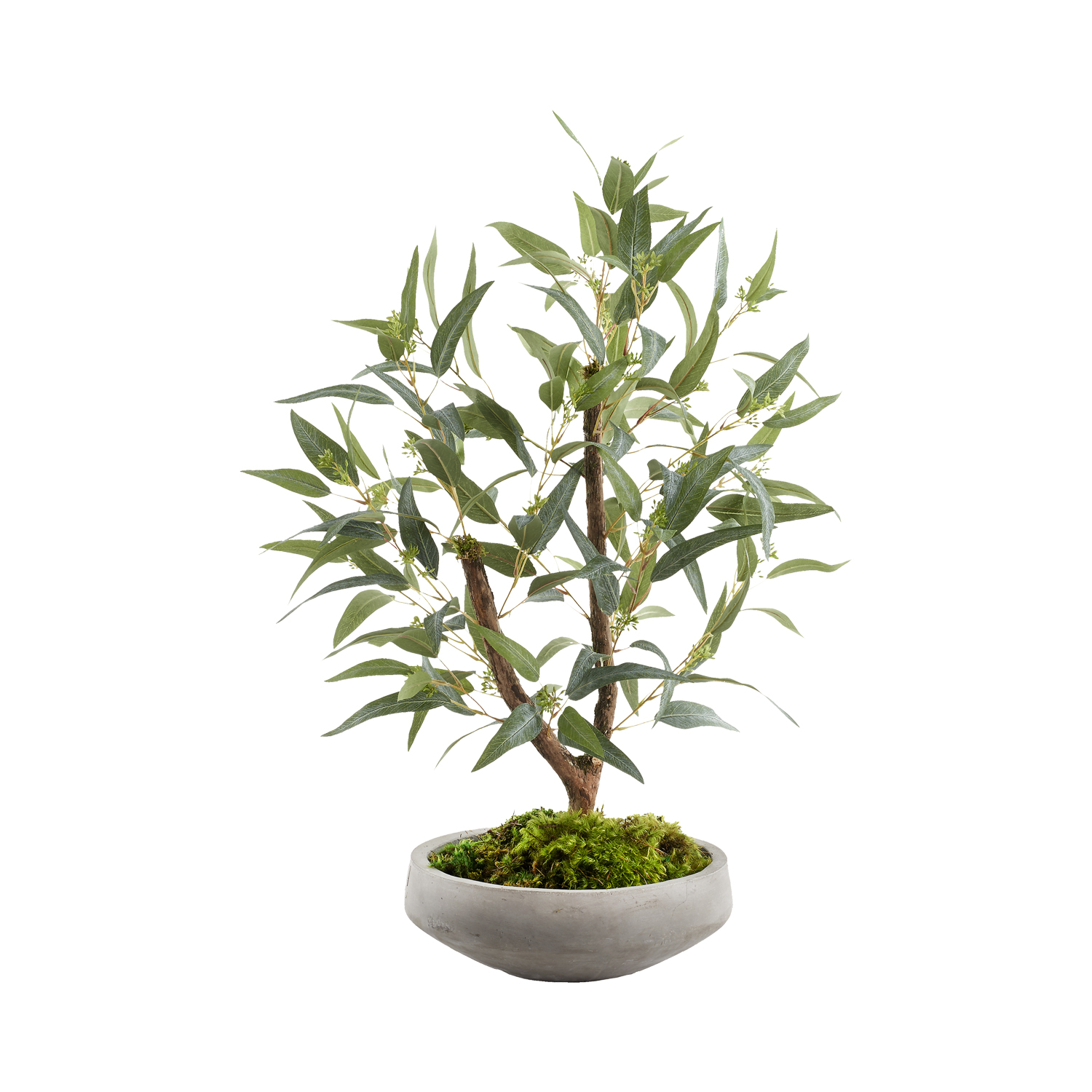 Eucalyptus in Newport Bowl - 324323